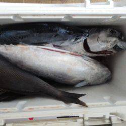 カッオ・・・・・良く引くは・・・pt2