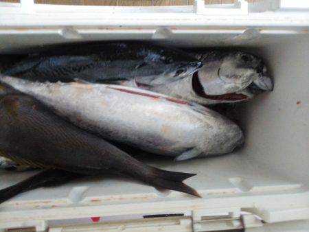 カッオ・・・・・良く引くは・・・pt2