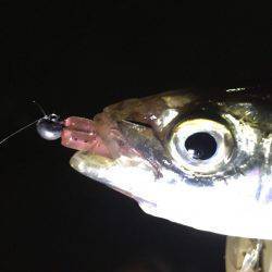 豆アジ→タチウオ