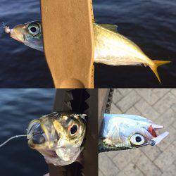 アラバマ豆アジング!