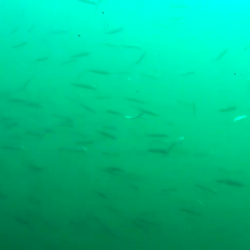 サビキ＆胴突で色んな魚種