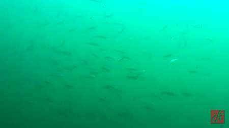 サビキ＆胴突で色んな魚種