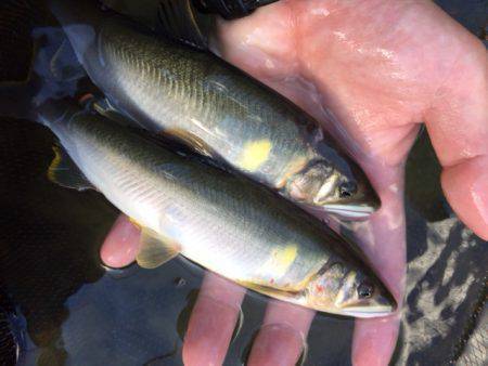 夏はアユ釣りに限る！