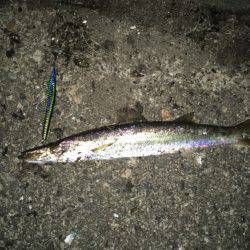 フィールドテストで