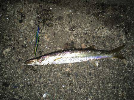 フィールドテストで