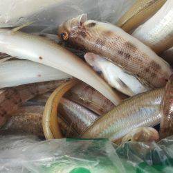 須磨で太刀魚&キス♪