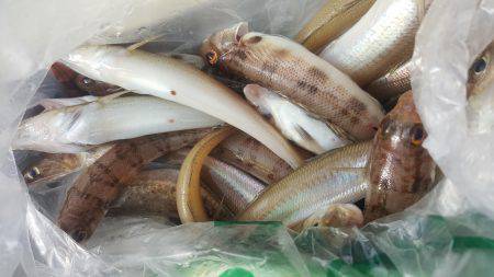 須磨で太刀魚&キス♪