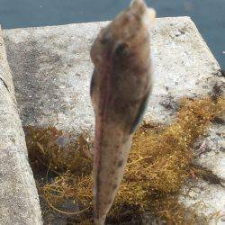 ソーダガツオ好調