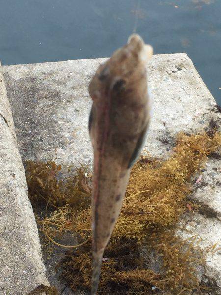 ソーダガツオ好調