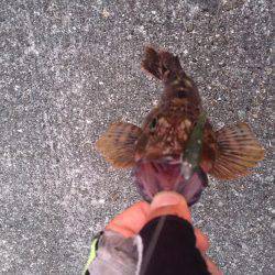 自作ワームでガシリング