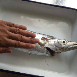 大阪湾船タチウオ