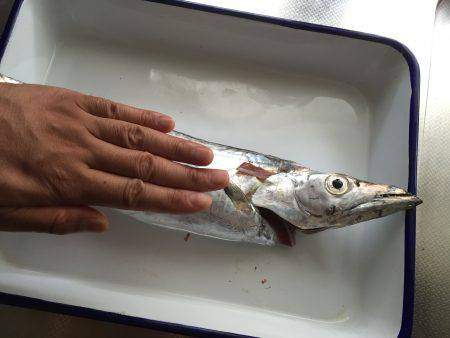 大阪湾船タチウオ