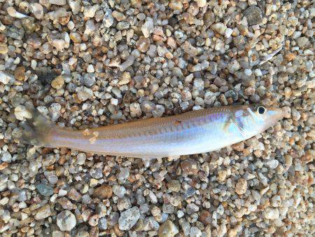 サーフフィッシング！