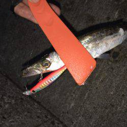 豆アジ、カマス