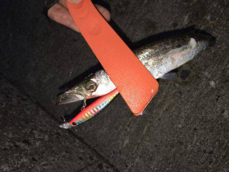 豆アジ、カマス