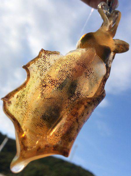 夏の新子エギング