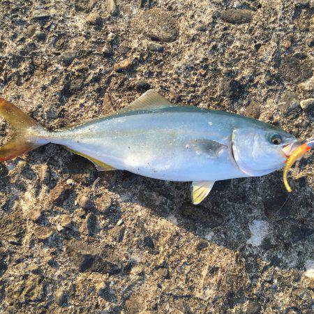 アジングのハズが、、