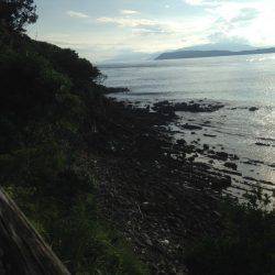 カマスしかいない