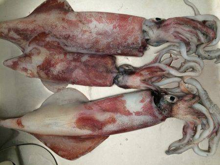 ケンサキイカ釣り