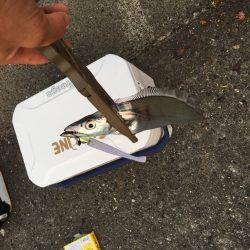 夕方タチウオワインド