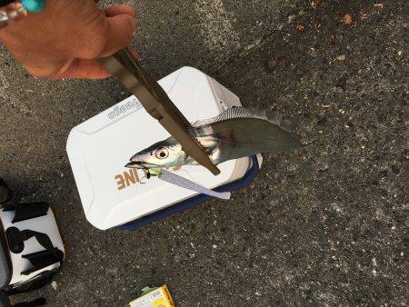 夕方タチウオワインド