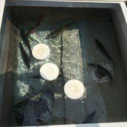 アジ25〜35㎝、真鯛32㎝