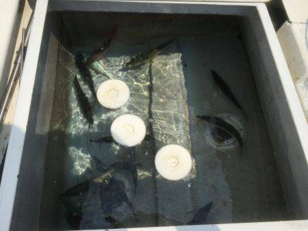 アジ25〜35㎝、真鯛32㎝