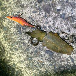 アオリイカ新子