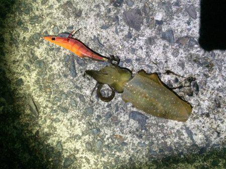 アオリイカ新子