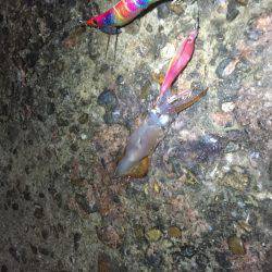 今年初のケンサキイカ釣り