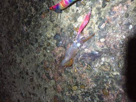 今年初のケンサキイカ釣り