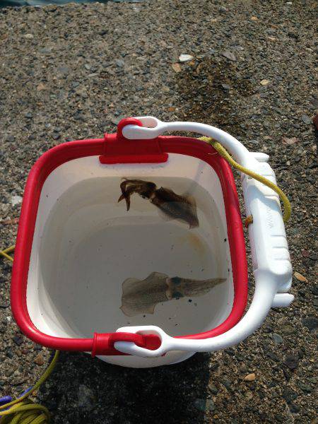 ナイトハギングでガシラ&キス