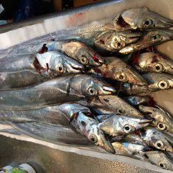 イワシ無限。タチウオボチボチ。