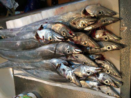 イワシ無限。タチウオボチボチ。