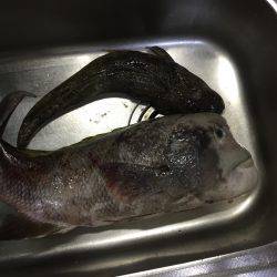 チニング、投げ釣り