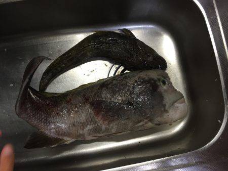 チニング、投げ釣り