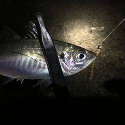 アジ快釣o(^▽^)o