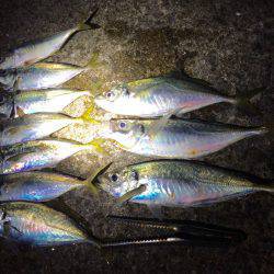 夕マヅメのアジ