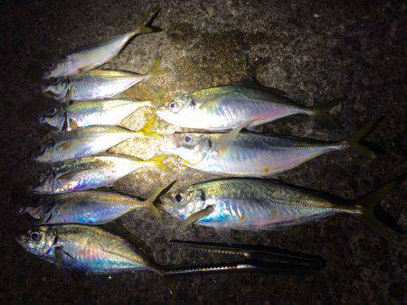 夕マヅメのアジ