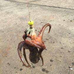 数が減りサイズが増える