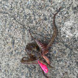 タコ釣り