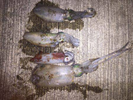 エギング短時間勝負