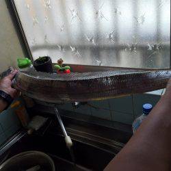 ショアジギング