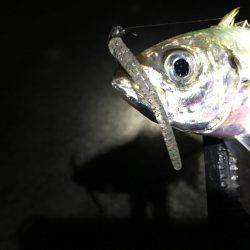 アジング絶好調