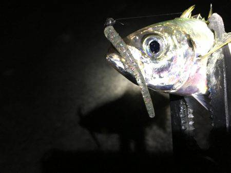 アジング絶好調