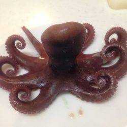 子どもとオクトパッシング