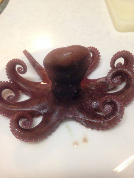 子どもとオクトパッシング