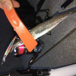 豆アジ、カマス