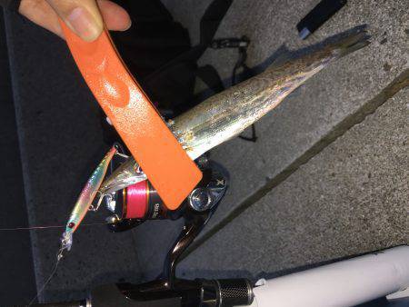 豆アジ、カマス