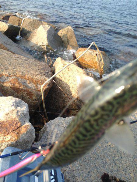 ライトショアジギング